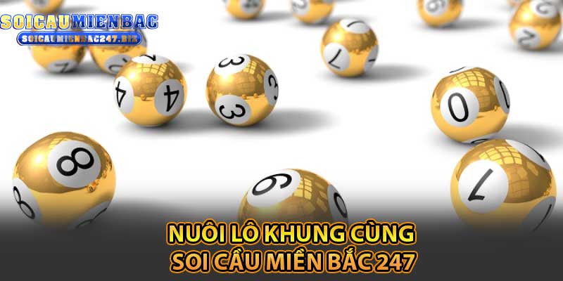 Nuôi Lô Khung Cùng Soi Cầu Miền Bắc 247